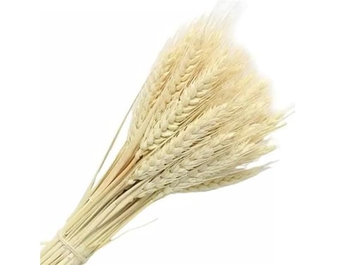 4319 - صورة 1