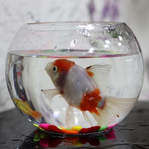 Zina fish tank with tropical molar fish-316 - Image 1