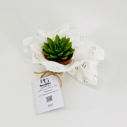 Echeveria No.9596 - Image 3