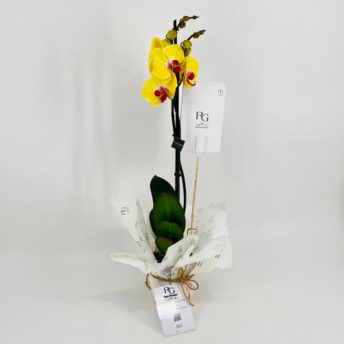 Phalaenopsis yellow 1 stem No.9590 - Image 2