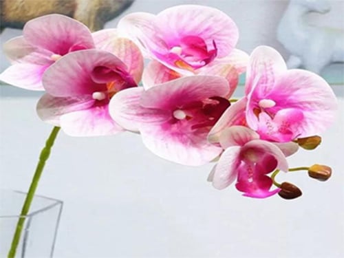 4294 - صورة 1