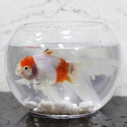 Aquarium ornamental fish with tropical molar fish - Image 1