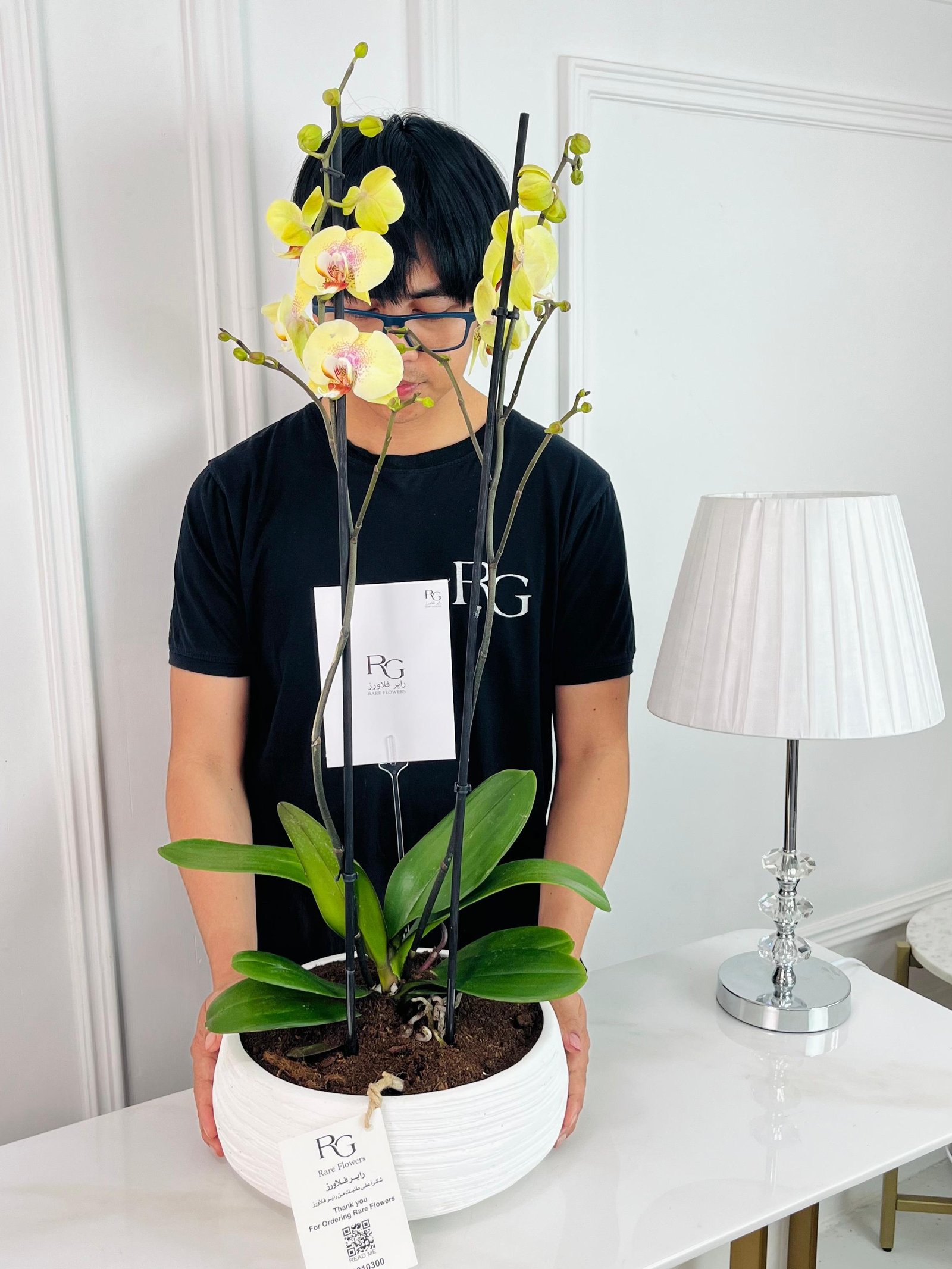 Phalaenopsis Plant No.16793 - Image 2