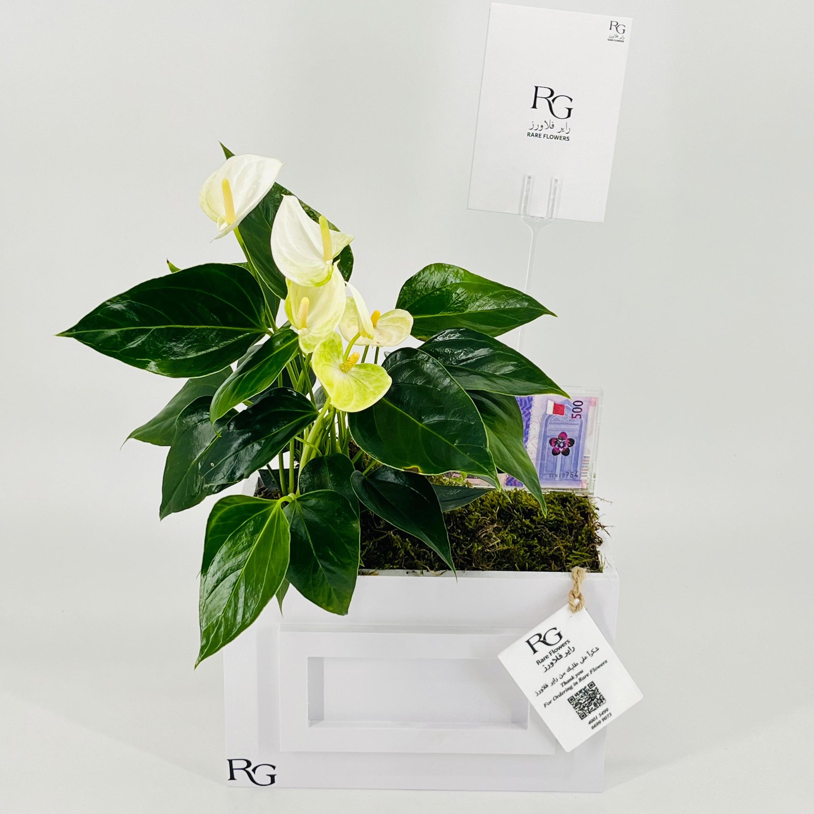 12844 - صورة 4