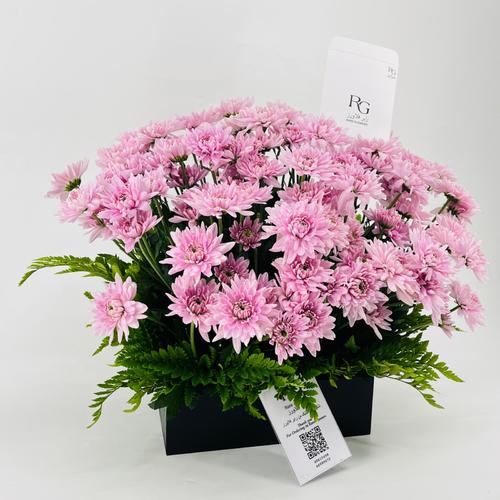 8723 - صورة 2