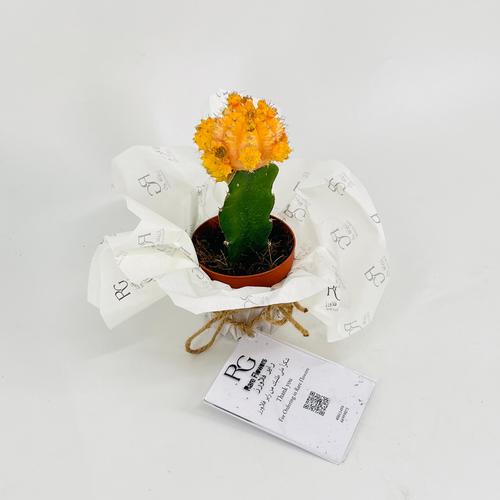 Gymnocalycium No.9610-551 - Image 2