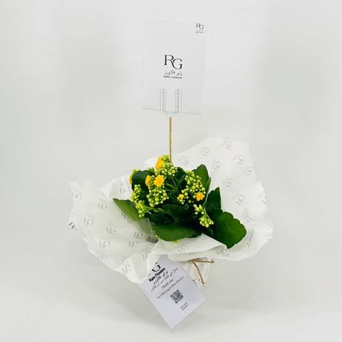 Kalanchoe Rosalina yellow No.9556-427 - Image 2