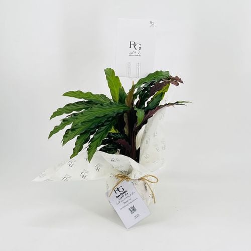 Aglaonema No.9563 - Image 3