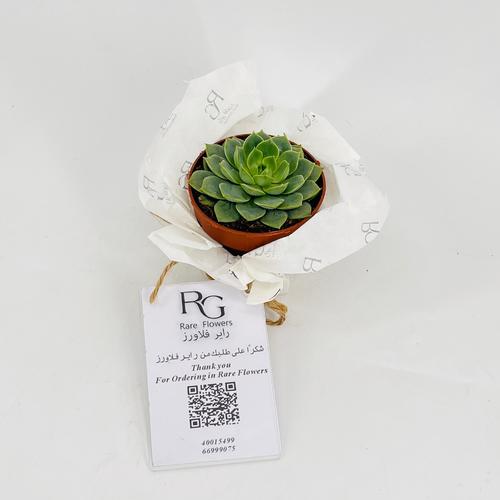 Echeveria No.9600 - Image 3