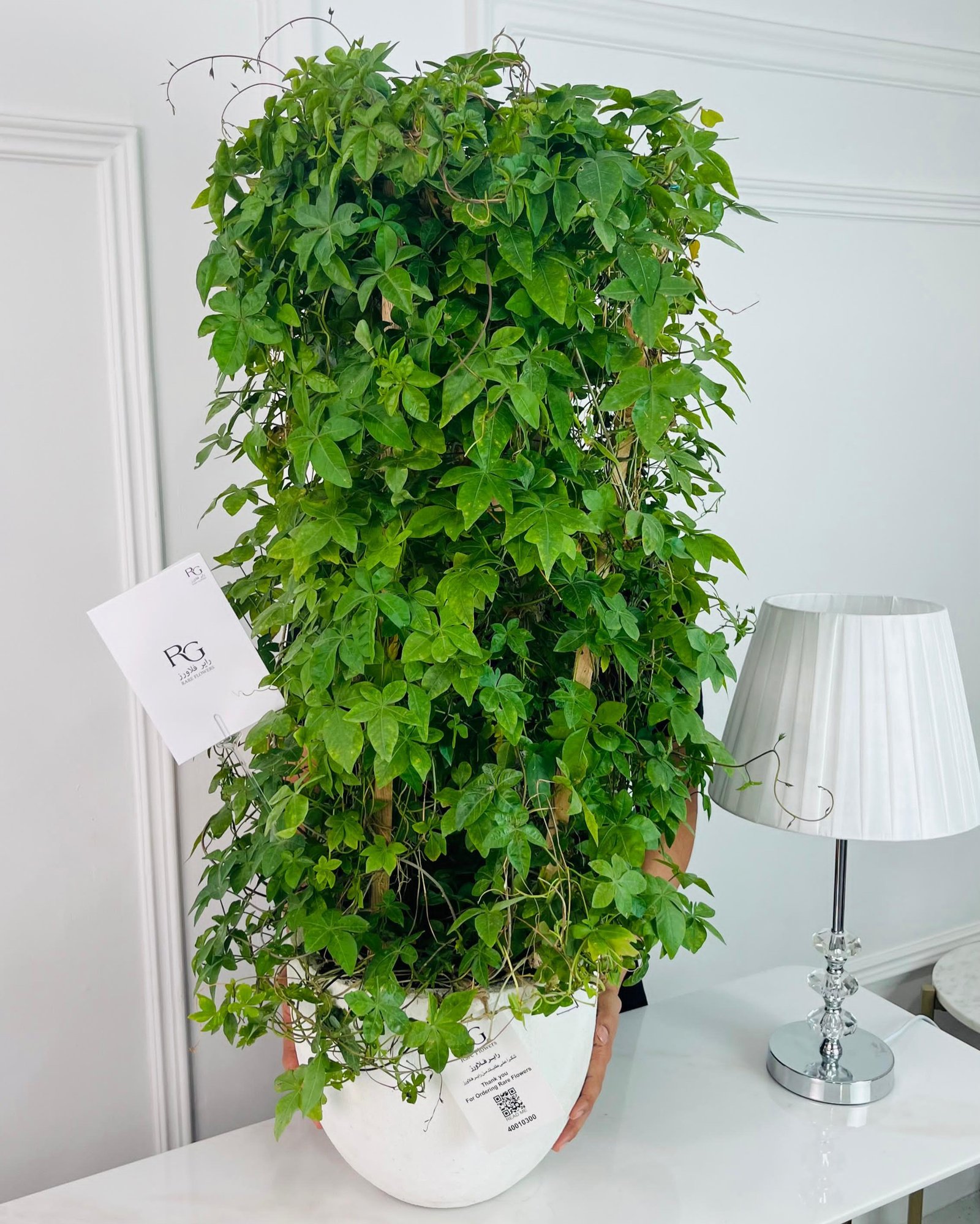 Ivy Plant No.16872 - Image 2