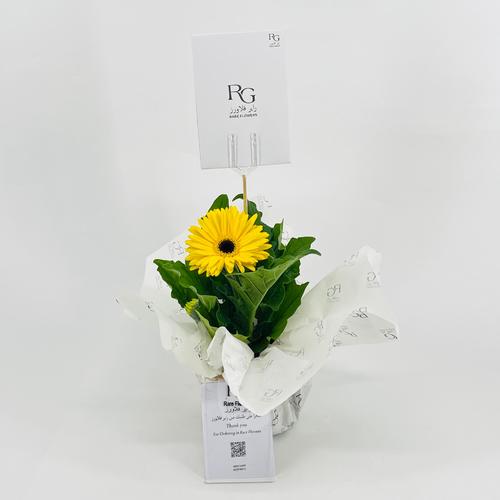 Yellow gerbera plant No.9544-474 - Image 1
