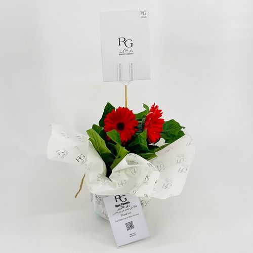 نبات الجربيرا احمر رقم.9543-474 - صورة 2
