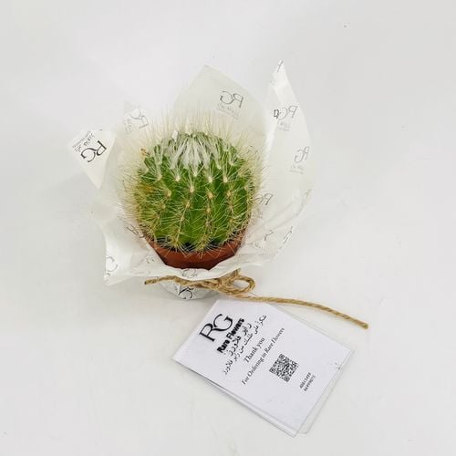 Cactus No.9607-551 - Image 2