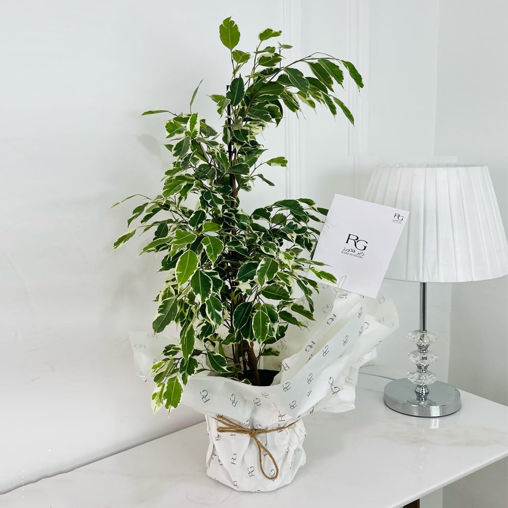 Ficus Benjamina No.9579 - Image 1