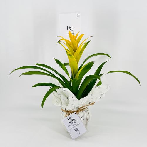 Guzmania No.9572-630 - Image 3