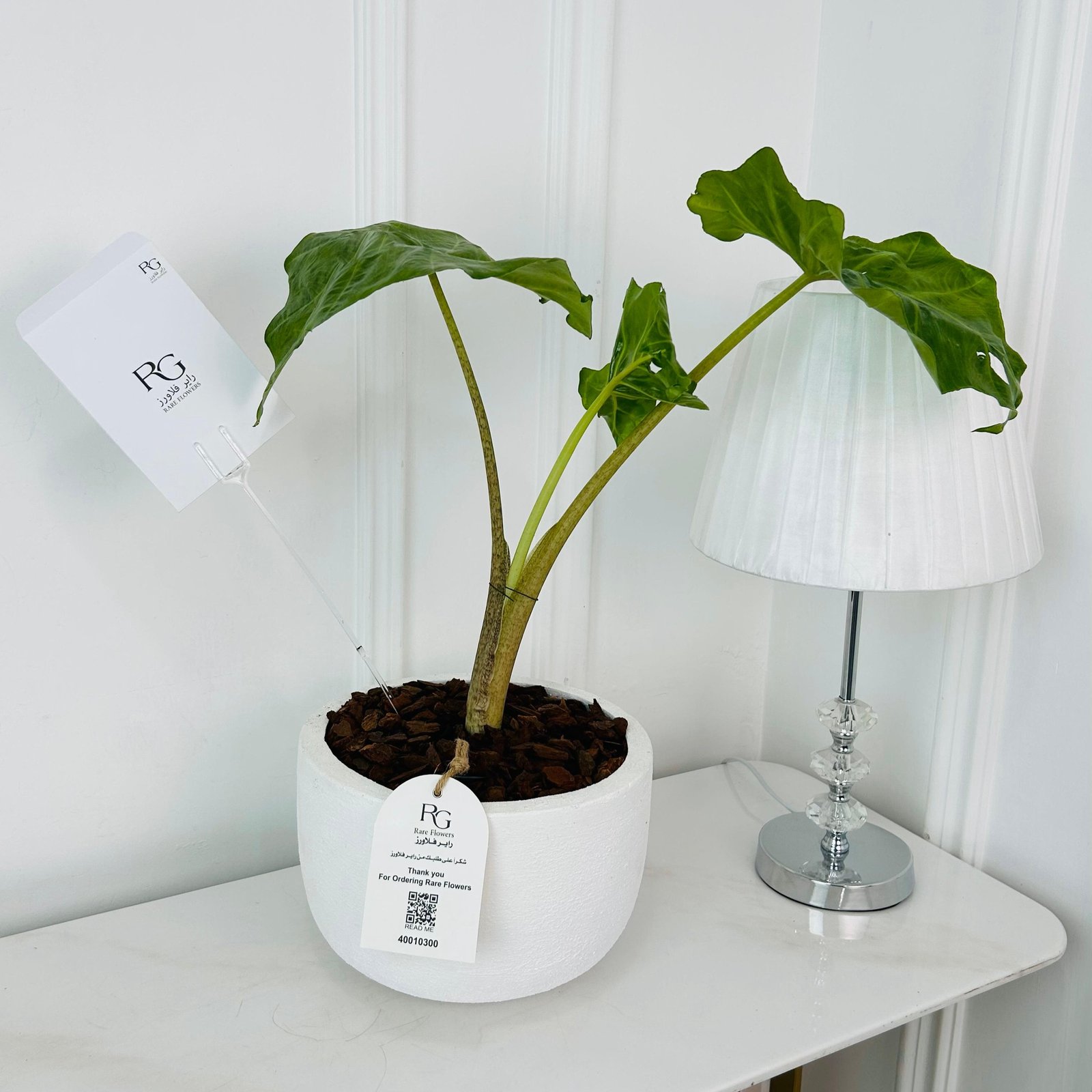 Alocasia Plant No.18015 - Image 2