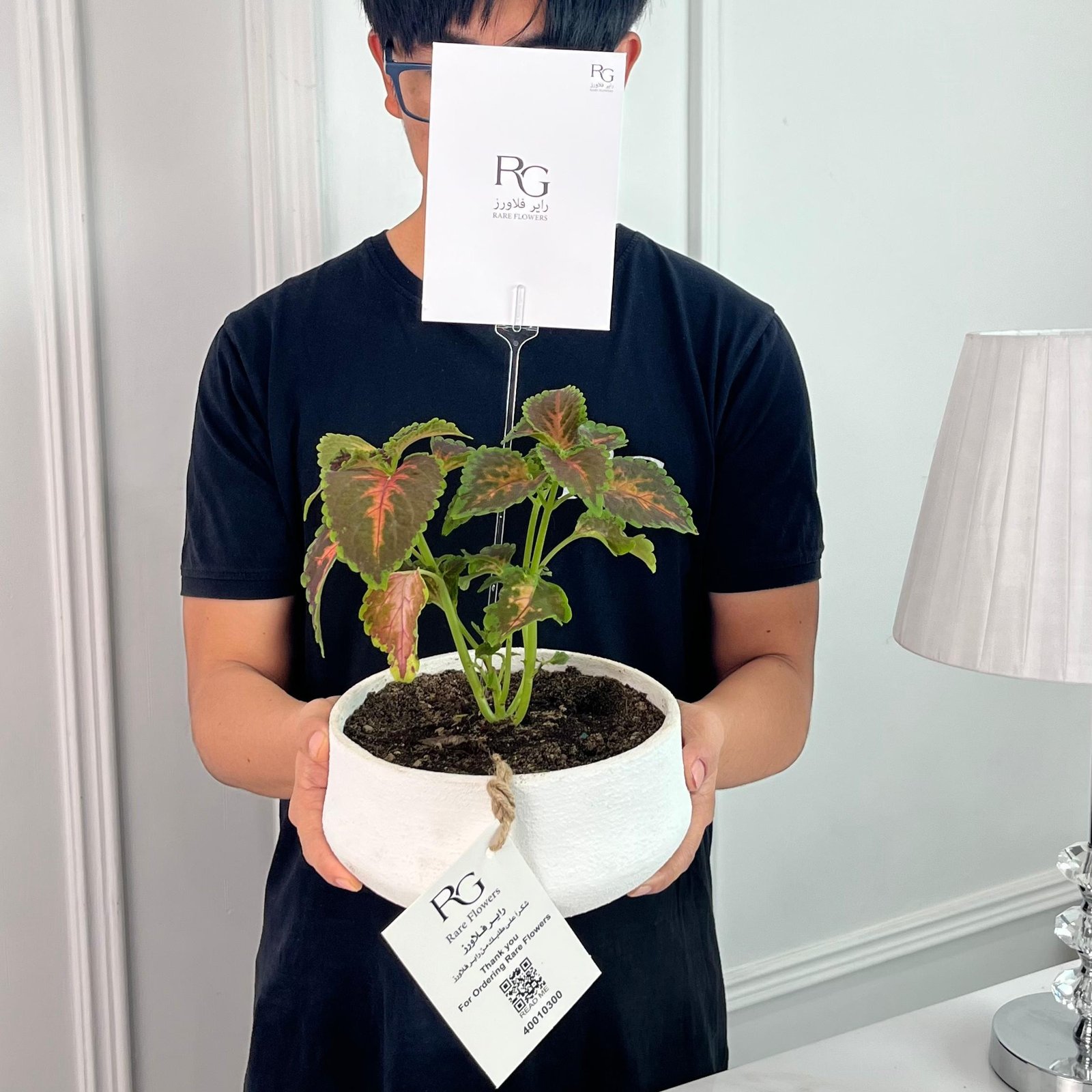 Solenostemon Plant No.16799 - Image 2