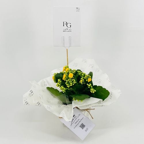 Kalanchoe Rosalina yellow No.9556-427 - Image 1