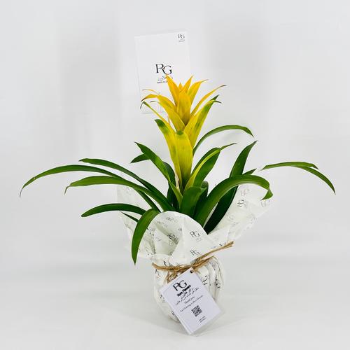 Guzmania No.9572-630 - Image 1