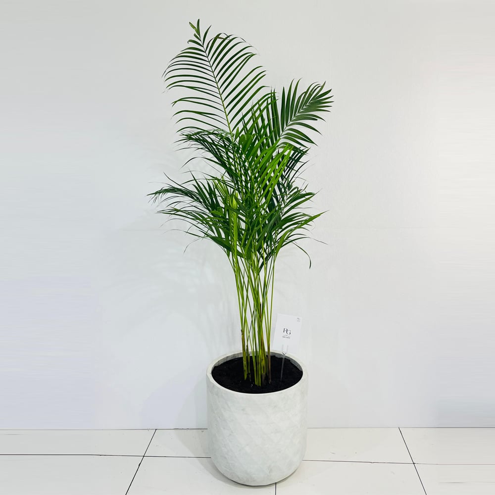 Areca palm No.11021 - Image 1