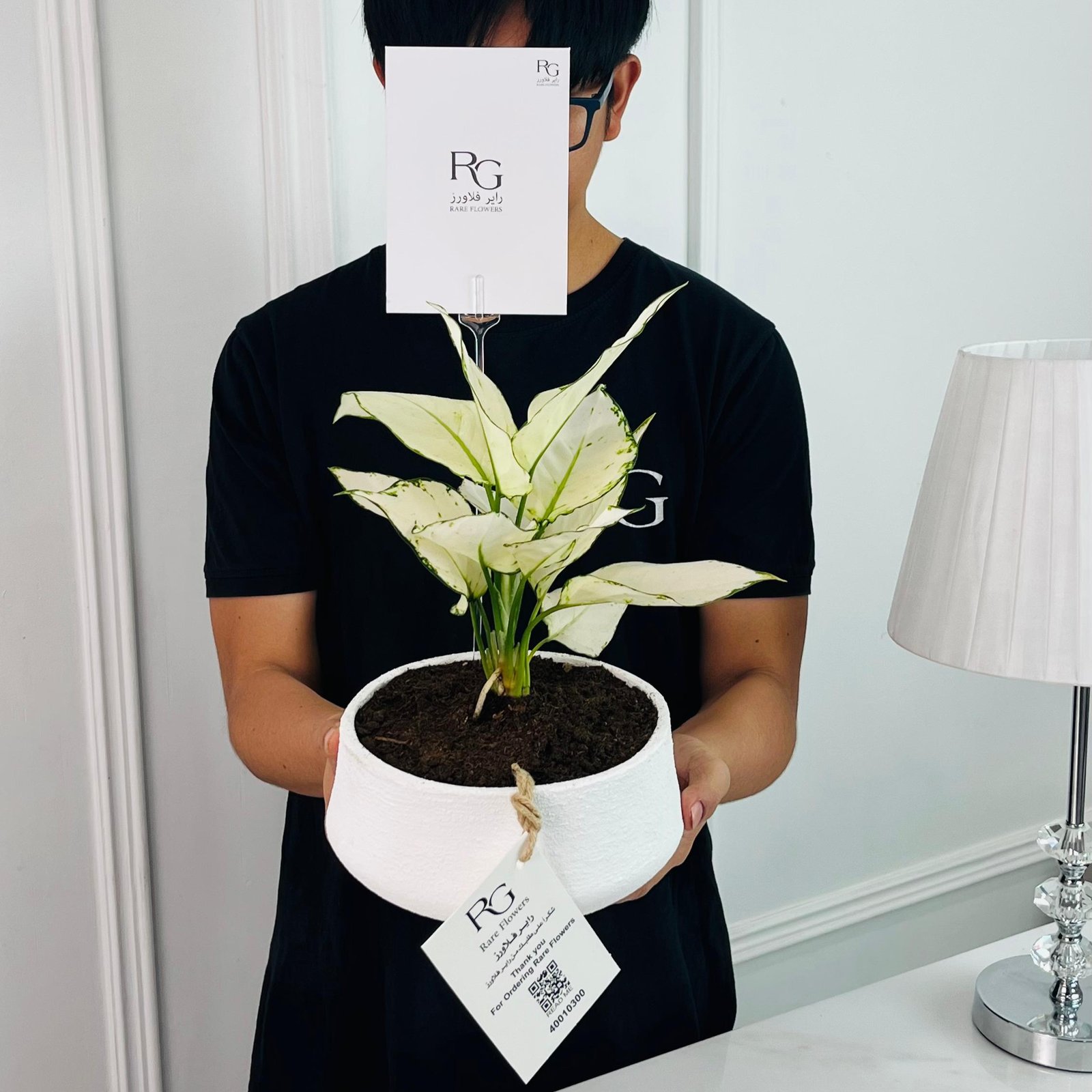 AGLAONEMA white Plant 35cm No.16719 - Image 2