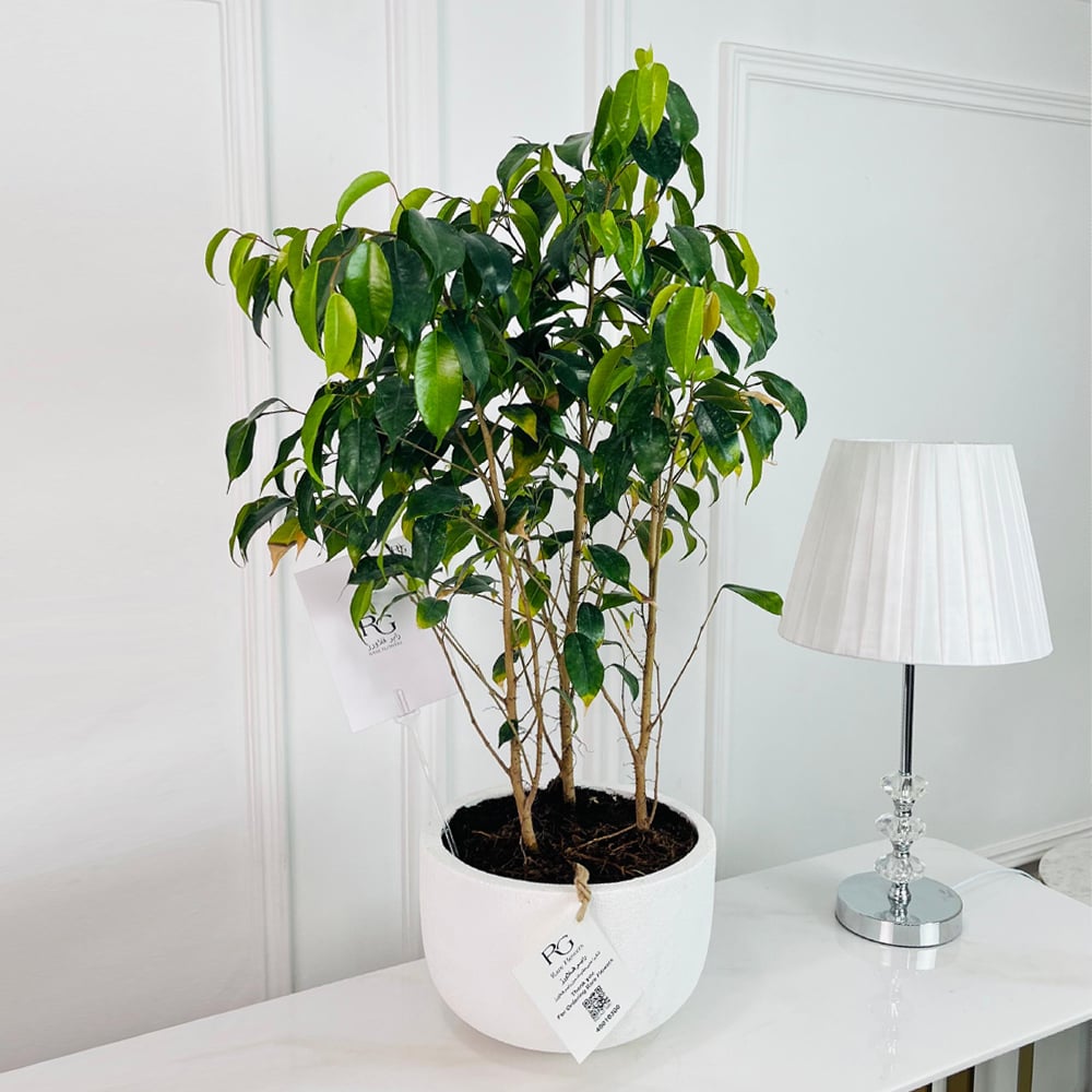 Ficus benjamina Plant No.16888 - Image 1