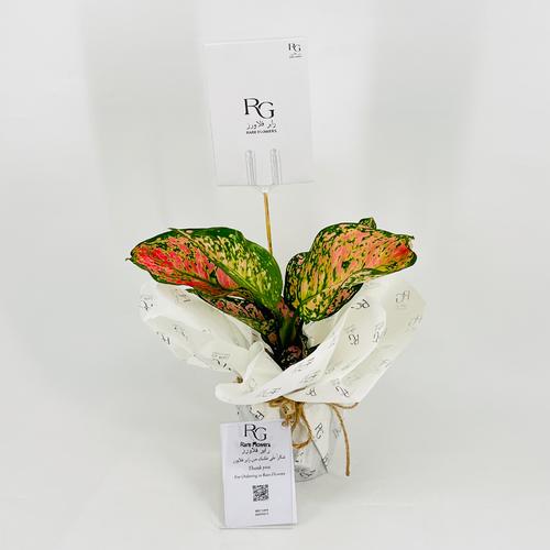 Aglaonema No.9570 - Image 3