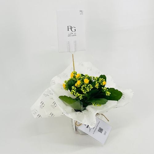 Kalanchoe Rosalina yellow No.9556-427 - Image 3