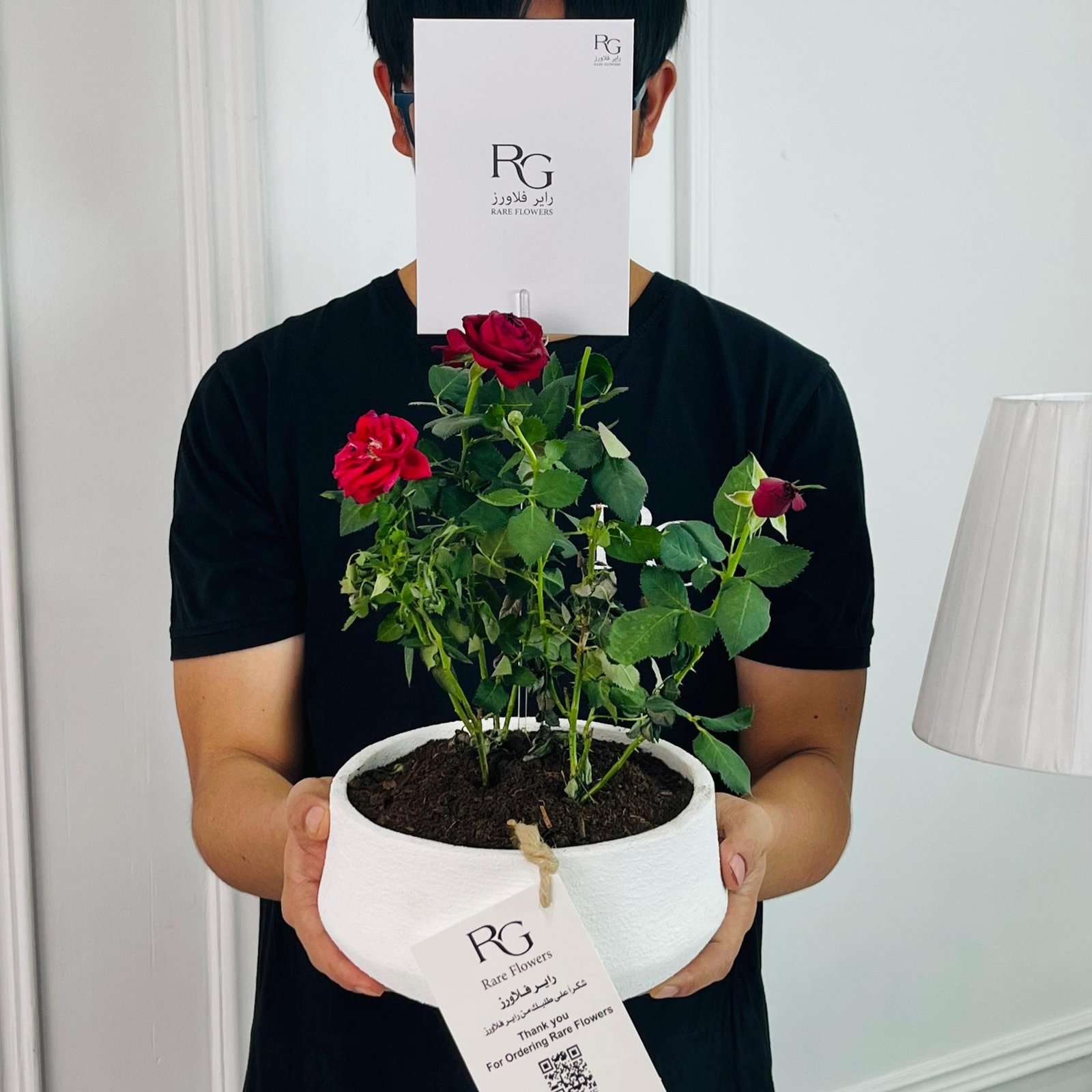 Rosa Plant No.16702 - Image 2