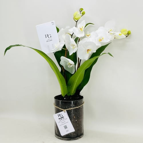 6997 - صورة 2