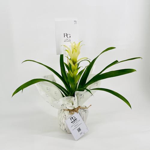 Guzmania No.9571 - Image 2