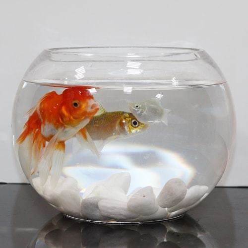 Zina fish tank with golden fish and molar tropical fish-328 - Image 1