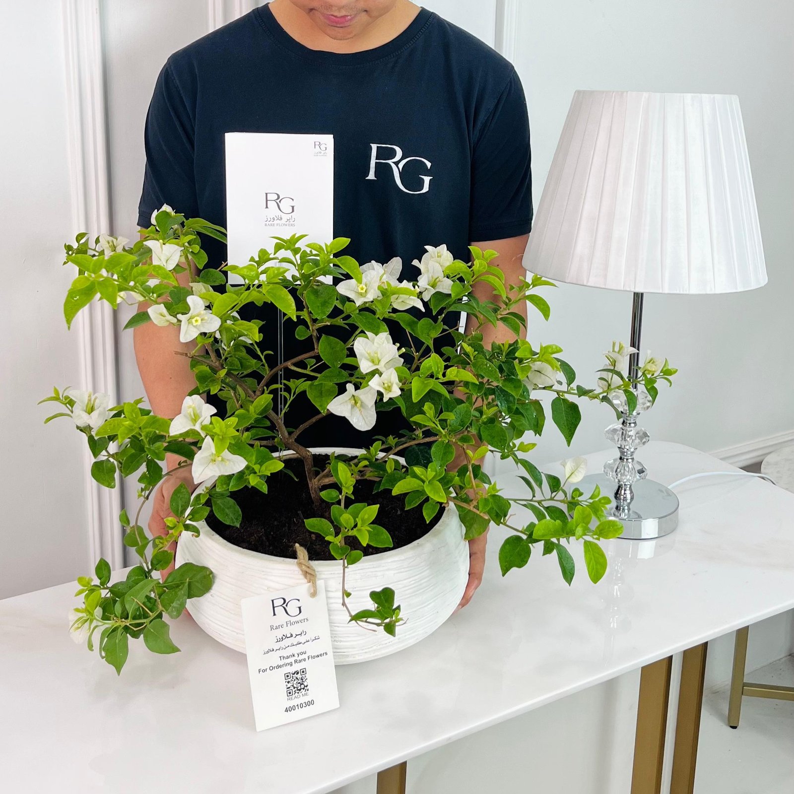 White Bougainvillea Plant No.16893 - Image 2