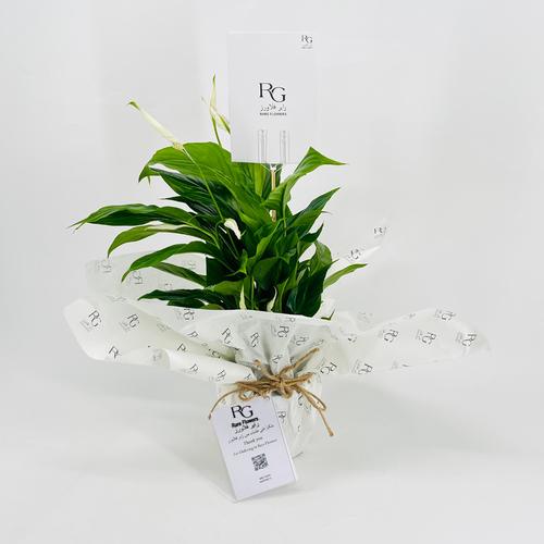 Spathiphyllum Bellini No.9565 - Image 3