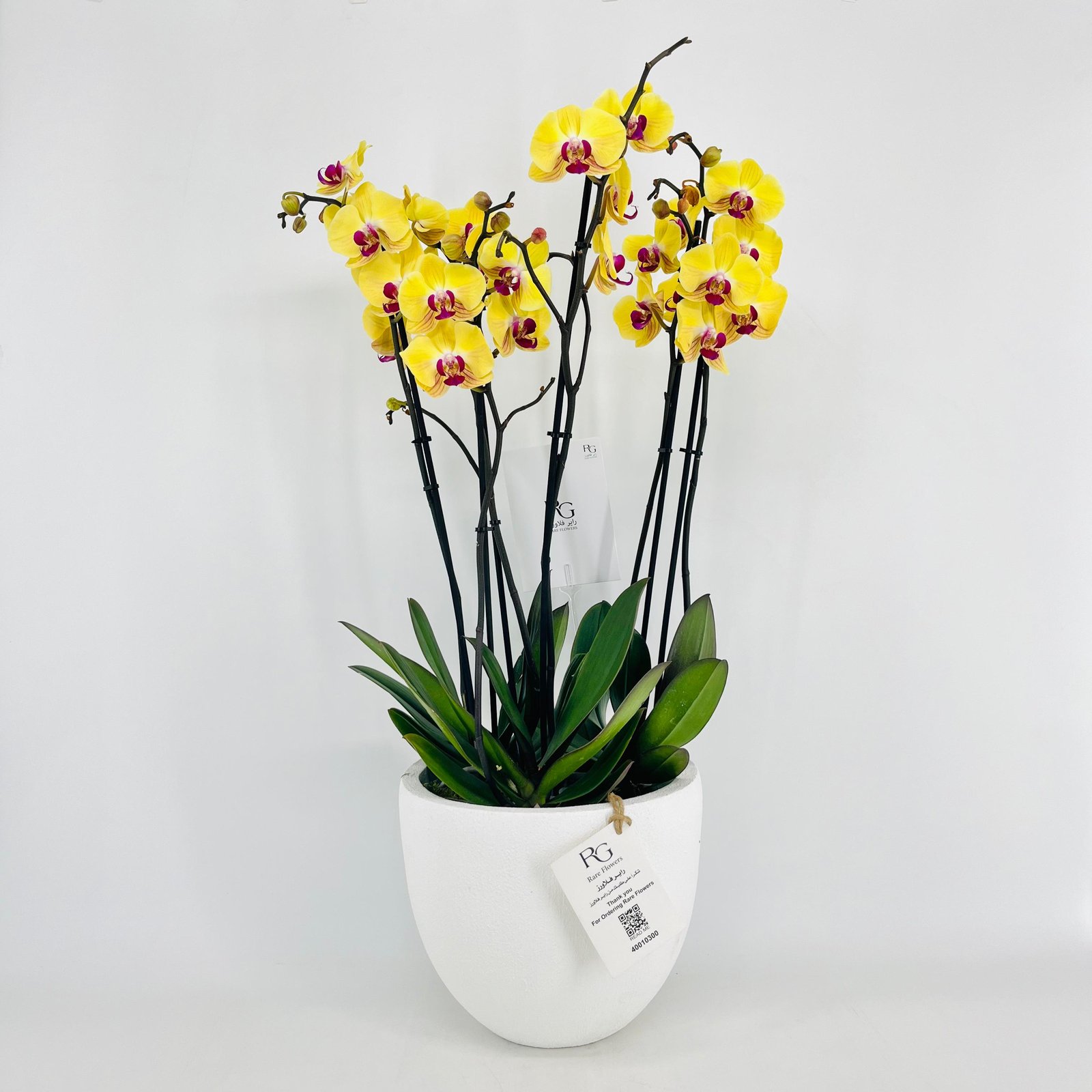 Orchid Plant Vase No.15380 - Image 1
