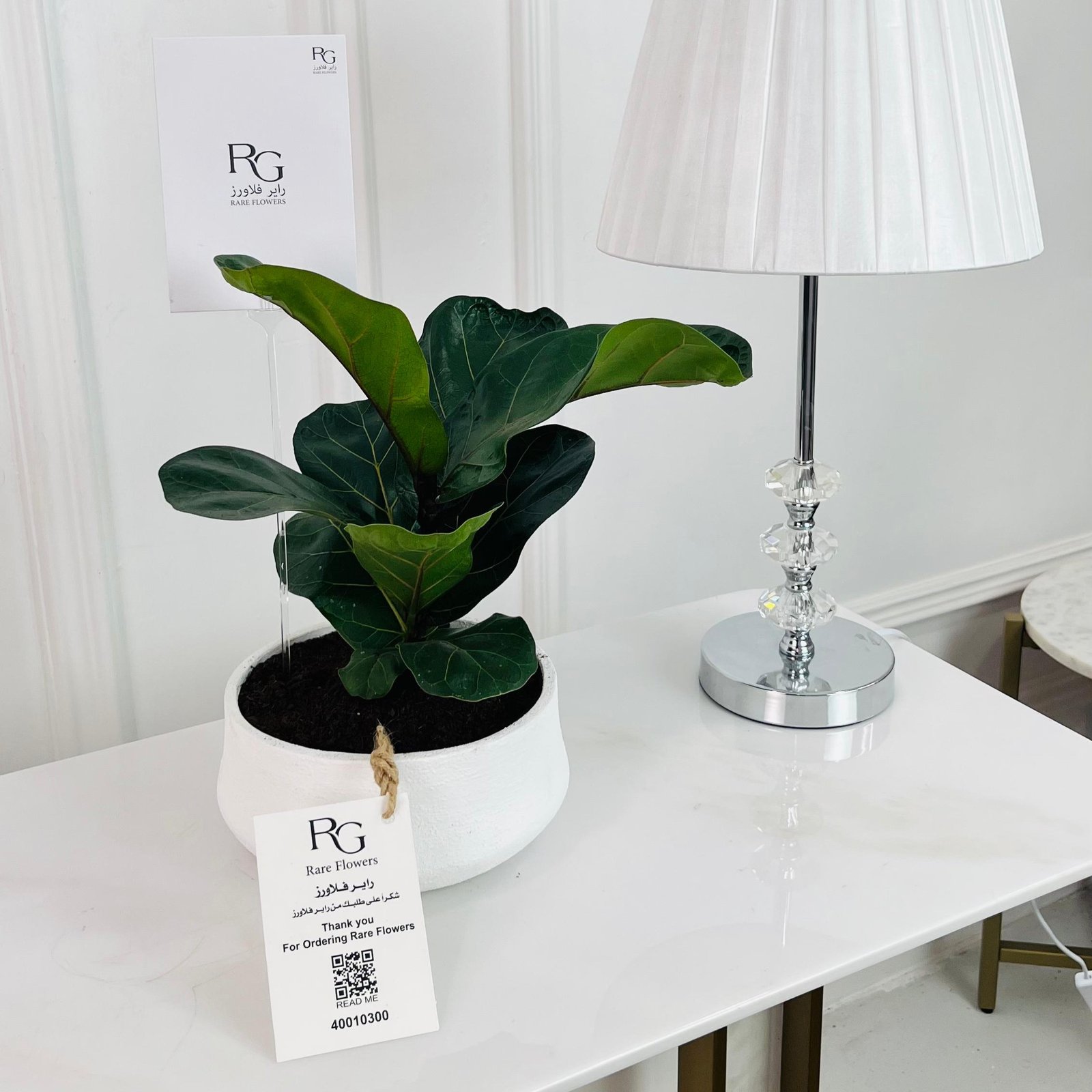 fiddle leaf fig Plant 60 cm No.16699 - Image 1