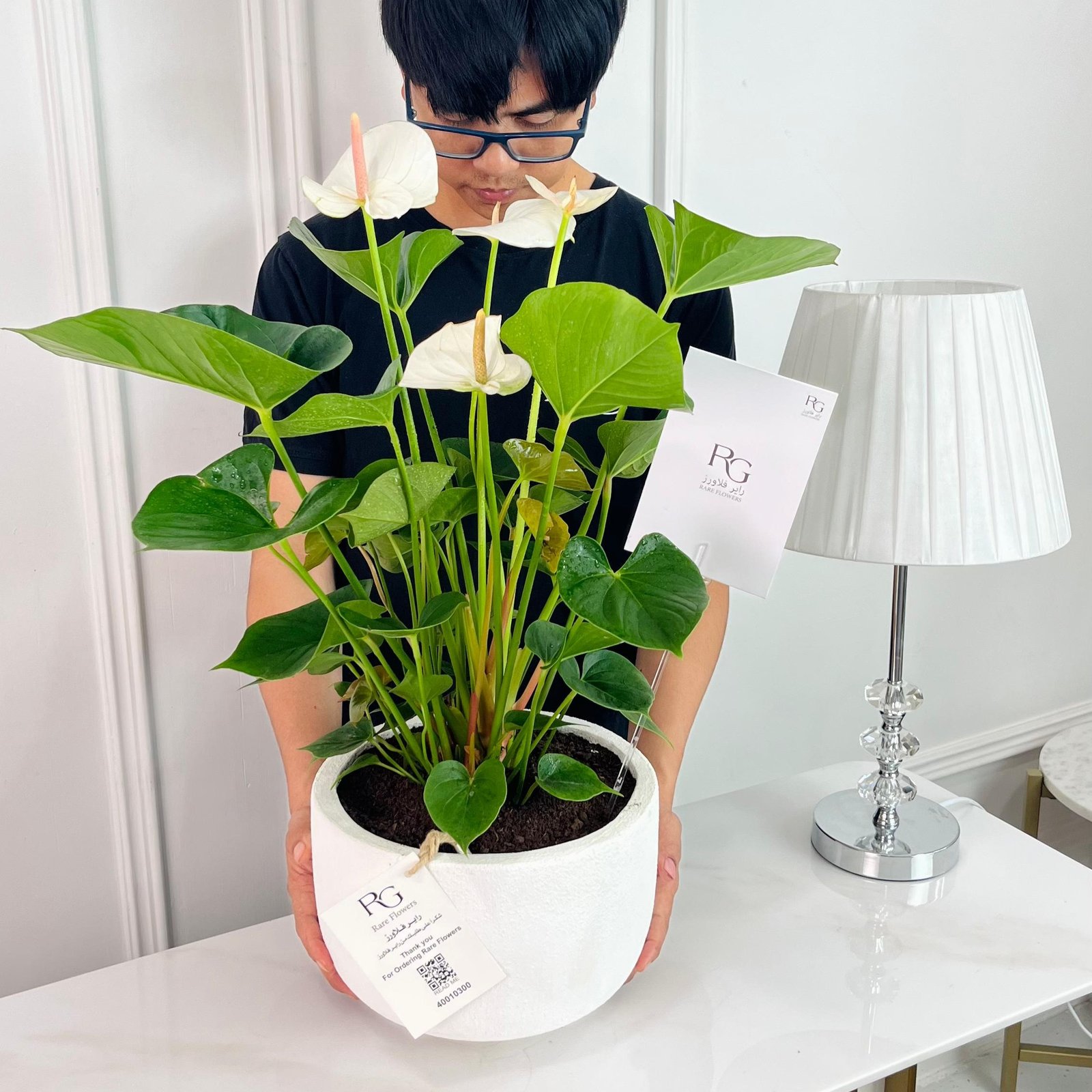 Anthurium Plant No.16767 - Image 2