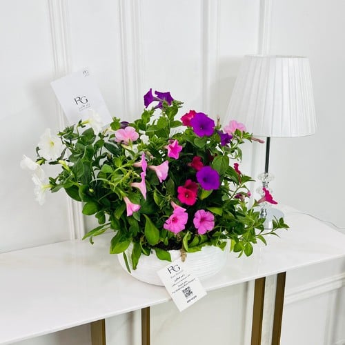 Plants No.16434 - Image 2