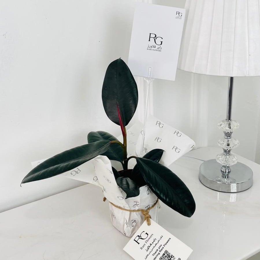 Rubber fig Plant No.17913 - Image 1
