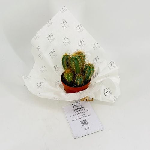 Cactus No.9608-551 - Image 1