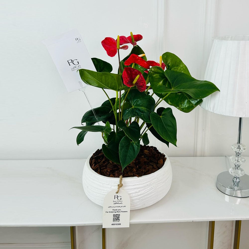 Anthurium Plant No.16768 - Image 2