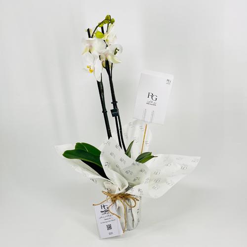 Phalaenopsis white 2 stems No.9588 - Image 3