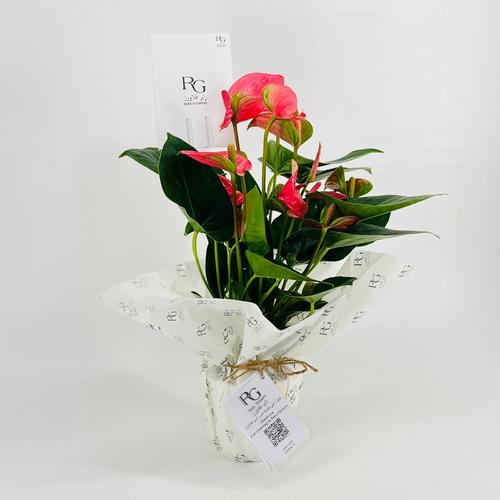 Anthurium Pink Champion No.9531-797 - Image 2