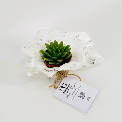 Echeveria No.9596 - Image 2