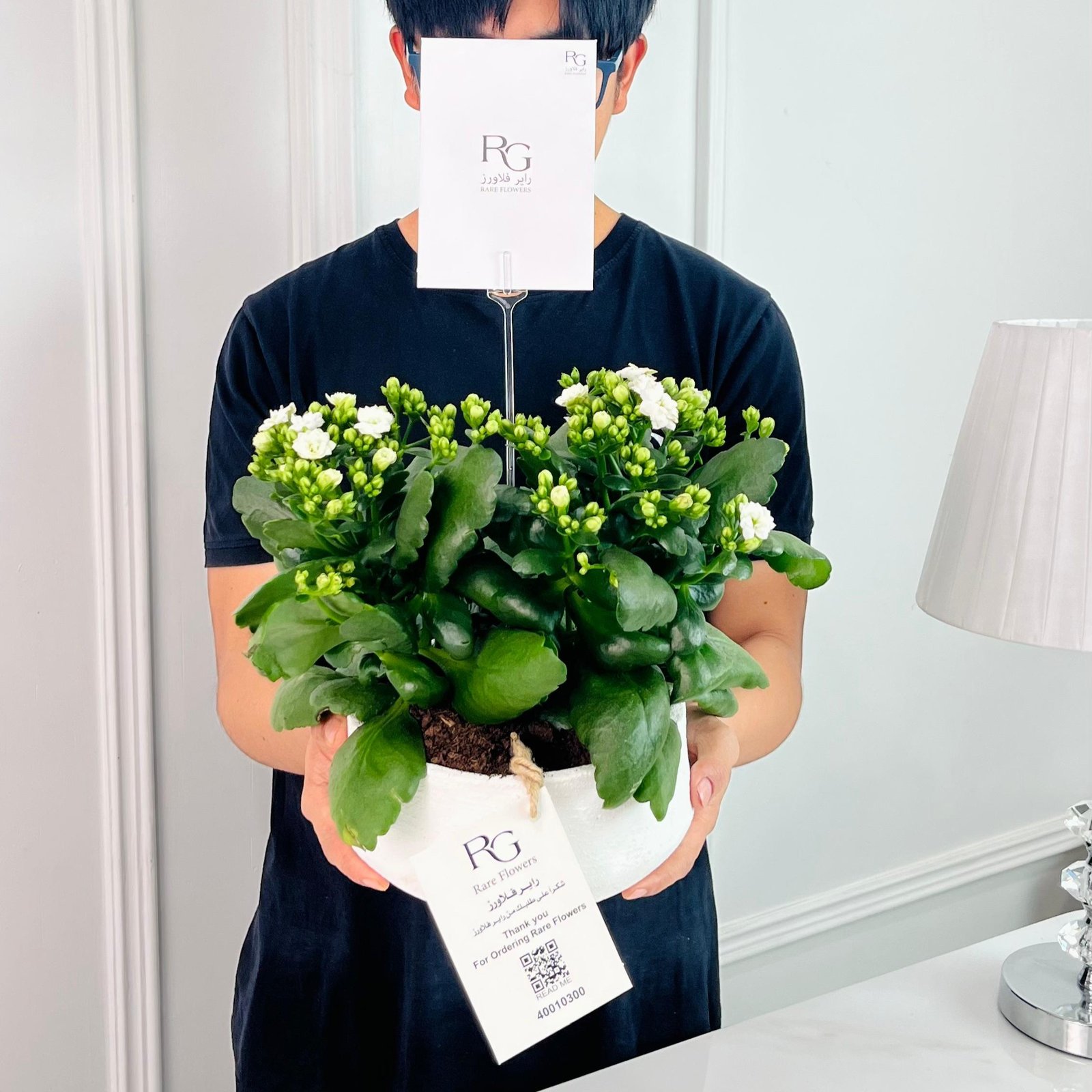 Kalanchoe Plant No.16708 - Image 2
