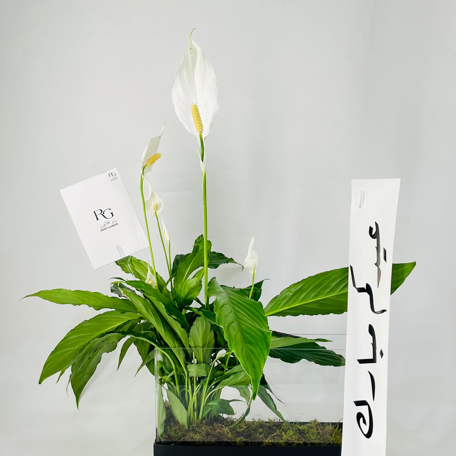 12032 - Image 3