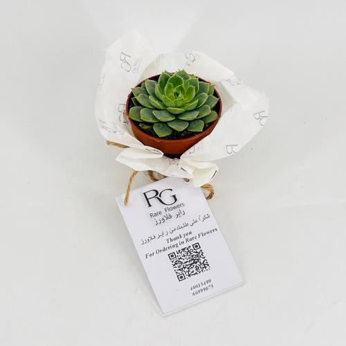 Echeveria No.9600 - Image 1