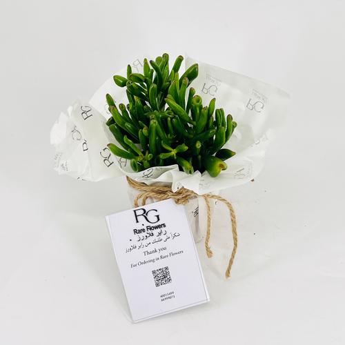 Crassula No.9599 - Image 3