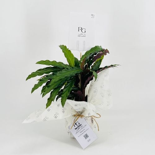 Aglaonema No.9563 - Image 1