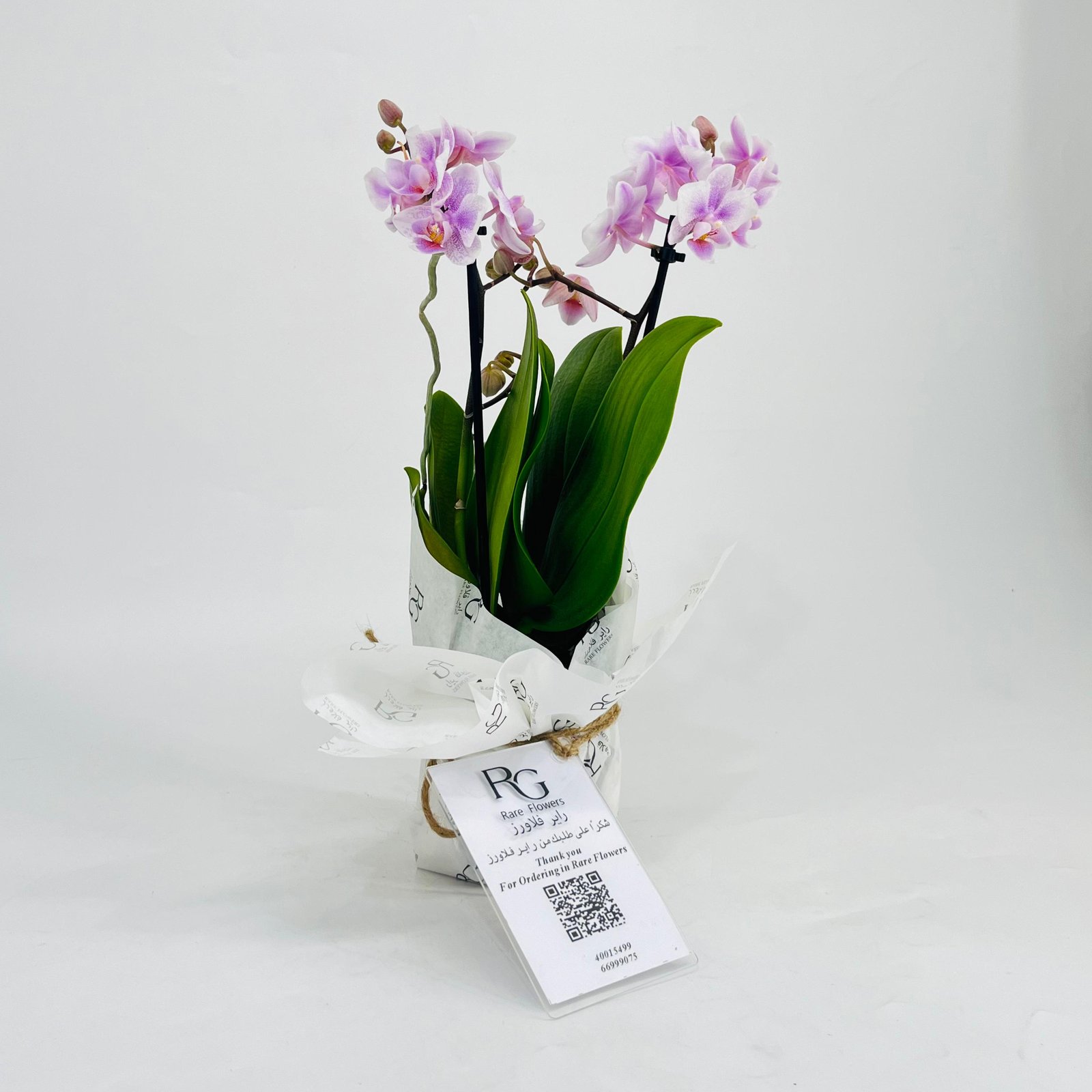 Orchid plant No.11320 - Image 2